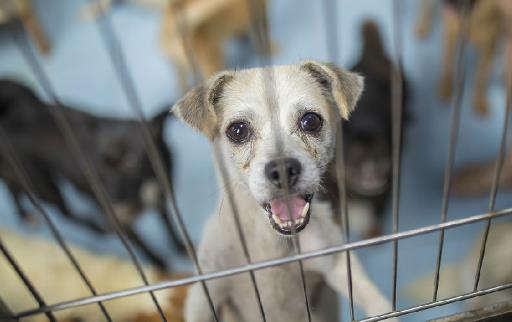 认识狂犬病,多一份认知就少点恐慌。