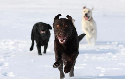 认识狂犬病,多一份认知就少点恐慌。