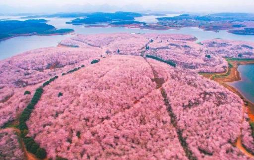 2021年贵州平坝樱花什么时候开放?贵州平坝樱花门票多少钱?
