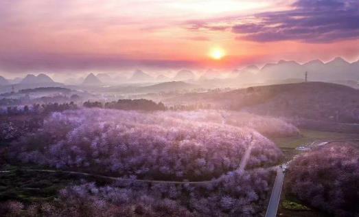 2021年贵州平坝樱花什么时候开放?贵州平坝樱花门票多少钱?
