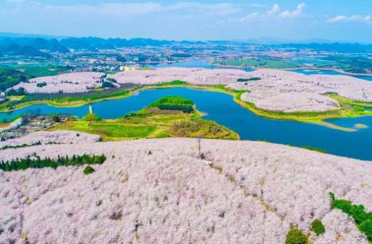 2021年贵州平坝樱花什么时候开放?贵州平坝樱花门票多少钱?