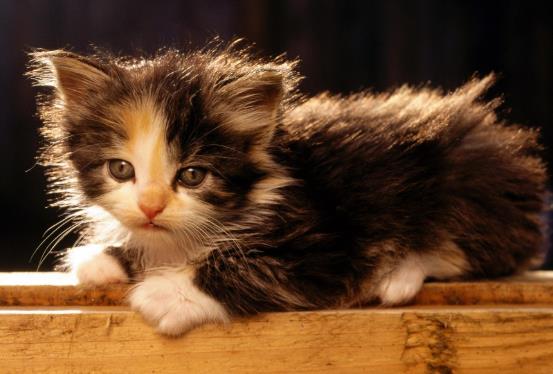 猫营养膏多久喂一次？猫可以天天吃营养膏吗？