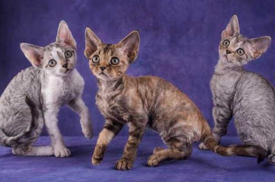 猫吃营养膏吃多了会怎样？哪些猫咪需要吃营养膏？