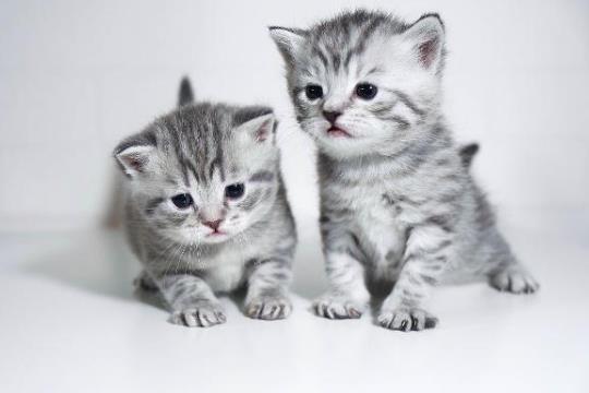 猫咪洗澡洗多了有危害吗?猫咪耳螨是什么样子?
