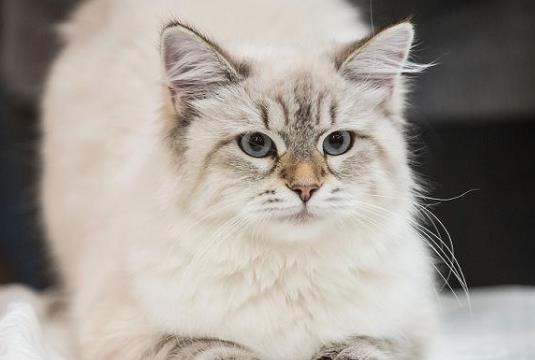猫咪洗澡洗多了有危害吗?猫咪耳螨是什么样子?