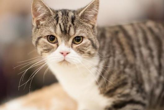 猫咪洗澡洗多了有危害吗?猫咪耳螨是什么样子?