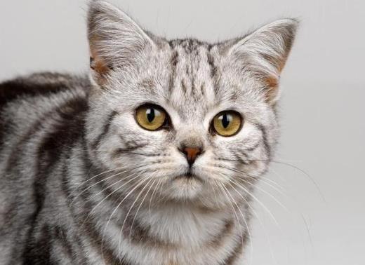被猫咬了72小时内可以吗?被猫抓伤出血要打狂犬疫苗吗?