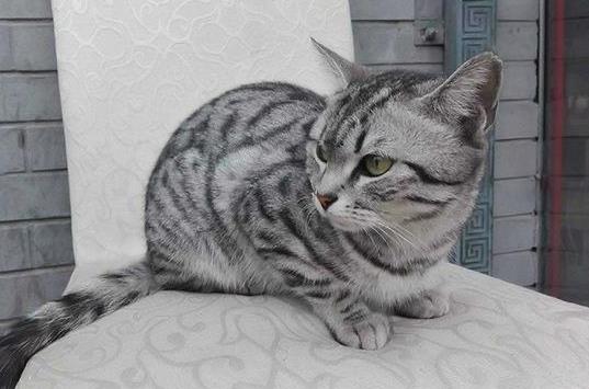 被猫咬了72小时内可以吗?被猫抓伤出血要打狂犬疫苗吗?