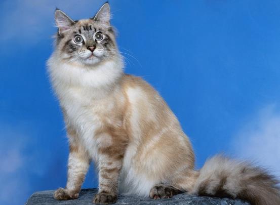 被猫咬了72小时内可以吗?被猫抓伤出血要打狂犬疫苗吗?