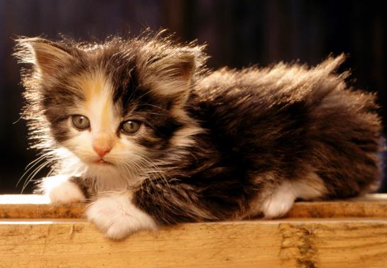 猫咪寄生虫传染人会有哪些症状?猫咪真菌感染能自愈吗?