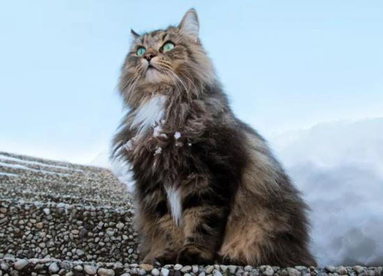 猫咪寄生虫传染人会有哪些症状?猫咪真菌感染能自愈吗?
