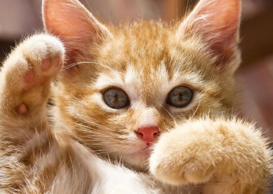 猫咪寄生虫传染人会有哪些症状?猫咪真菌感染能自愈吗?