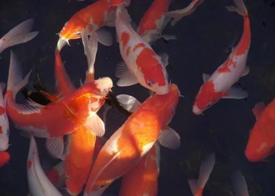 养锦鲤要注意什么?锦鲤可以用鱼缸养吗?