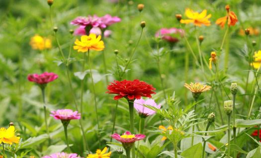 室内适合养什么花草?这些花草不要养在室内