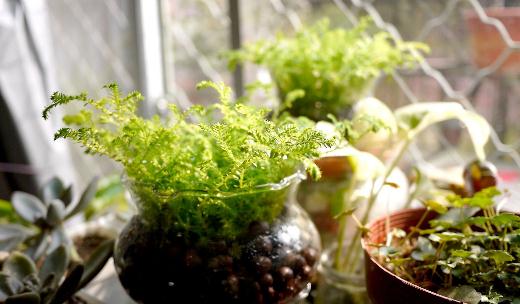 水养植物是什么?水养植物的分类