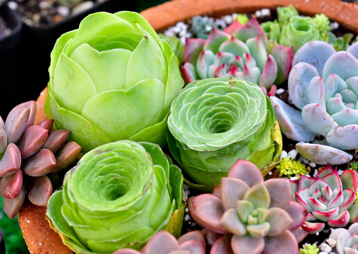 多肉植物怎么养?如何给多肉植物浇水?