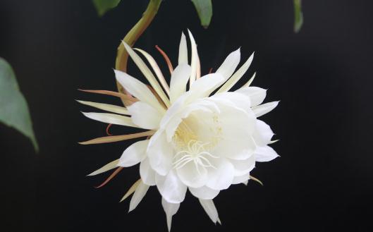 昙花对家居环境的影响-昙花是怎样的?