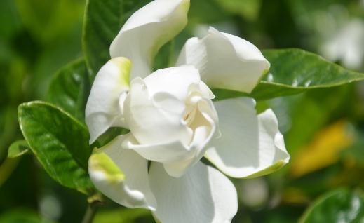 栀子花都有什么种类?栀子花对环境的要求