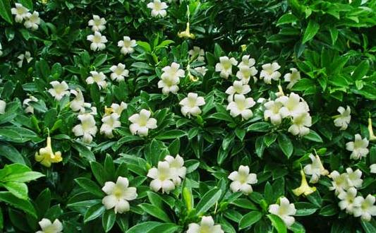 非洲茉莉的养护技巧-非洲茉莉是怎样的?
