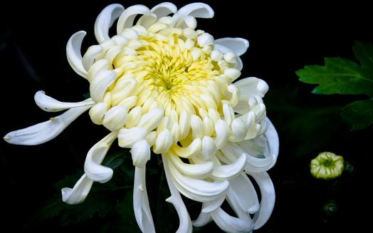 菊花怎么养?菊花的养护方法