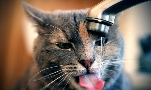 猫在什么时候可以去势？