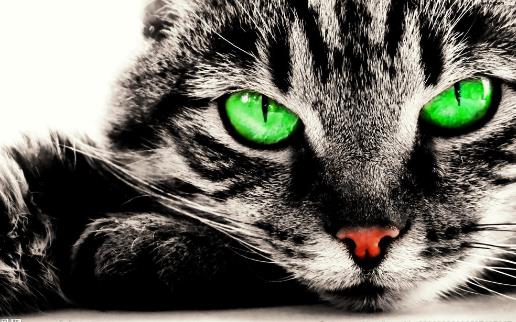 遛猫也需要遵守的规则 牵绳和封闭活动空间都不能少