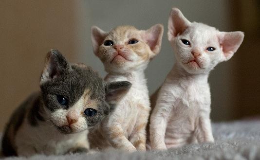 德文卷毛猫是什么?德文卷毛猫怎么养?