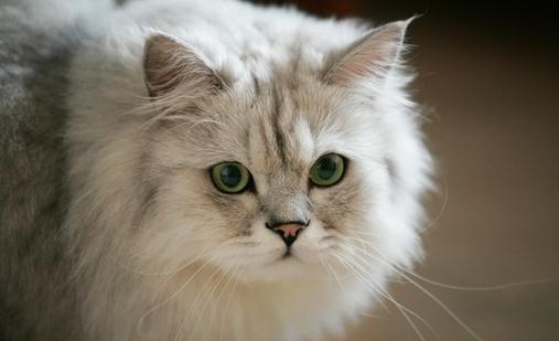 金吉拉猫多少钱一只?金吉拉猫怎么养?