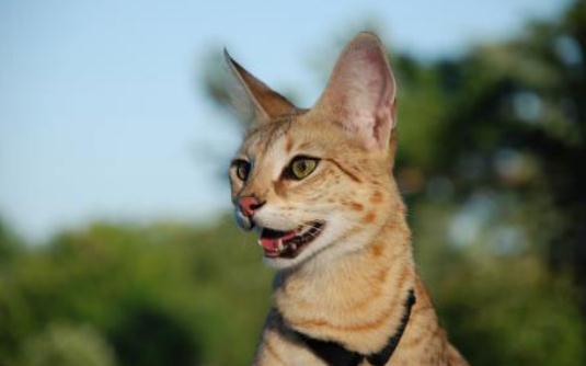 萨凡纳猫多少钱一只?萨凡纳猫怎么养?