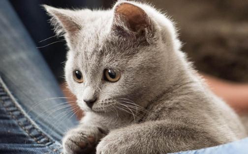 卡尔特猫的简介-卡尔特猫多少钱一只?