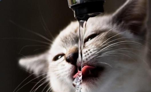 宠物猫咪不喜欢喝水不一定是病 这六种方法拯救你