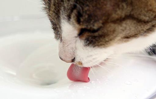 宠物猫咪不喜欢喝水不一定是病 这六种方法拯救你