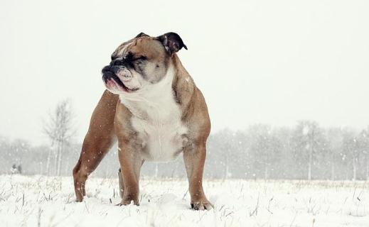 英国斗牛犬怎么训练?英国斗牛犬怎么养?