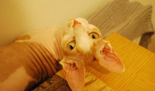 斯芬克斯猫怎么养?斯芬克斯猫的生活习性