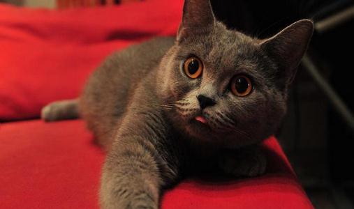 英国短毛猫的简介-英国短毛猫怎么养?