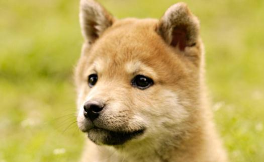 秋田犬是什么品种?秋田犬怎么养?