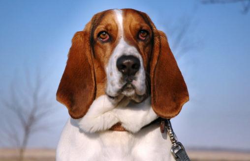 巴吉度犬如何喂养?巴吉度犬是什么?