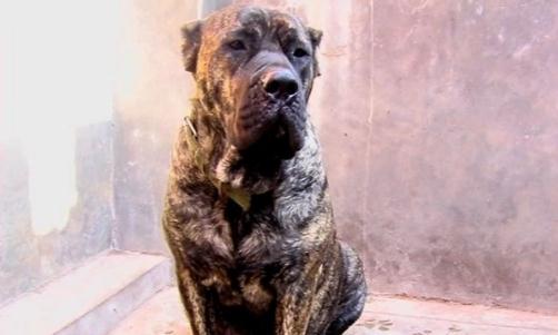 加纳利犬多少钱能买到?加纳利犬怎么养?