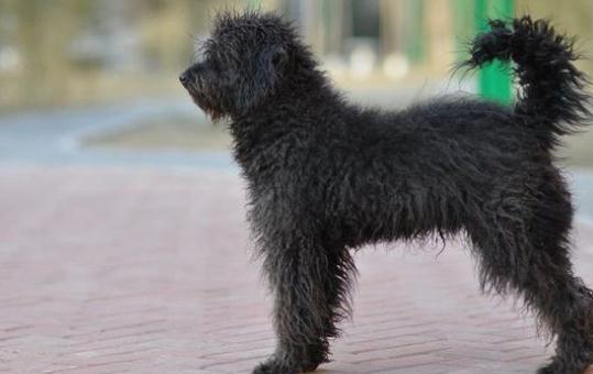 波利犬如何喂养?波利犬多少钱一只?