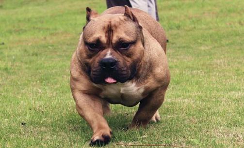 恶霸犬是怎样的?恶霸犬怎样喂养?