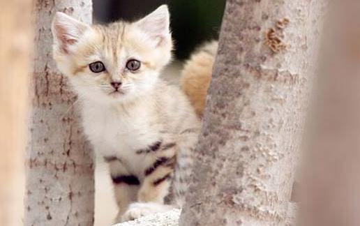 沙猫的简介-沙猫多少钱一只?